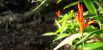Costa Rica Rental House The Casa Colorado Grounds