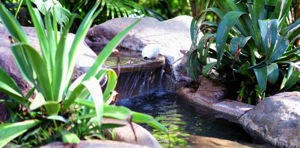 Agave and tropical plants around the waterfall at Casa Colorado, a vacation rental home with a private pool in Tamarindo, Costa Rica
