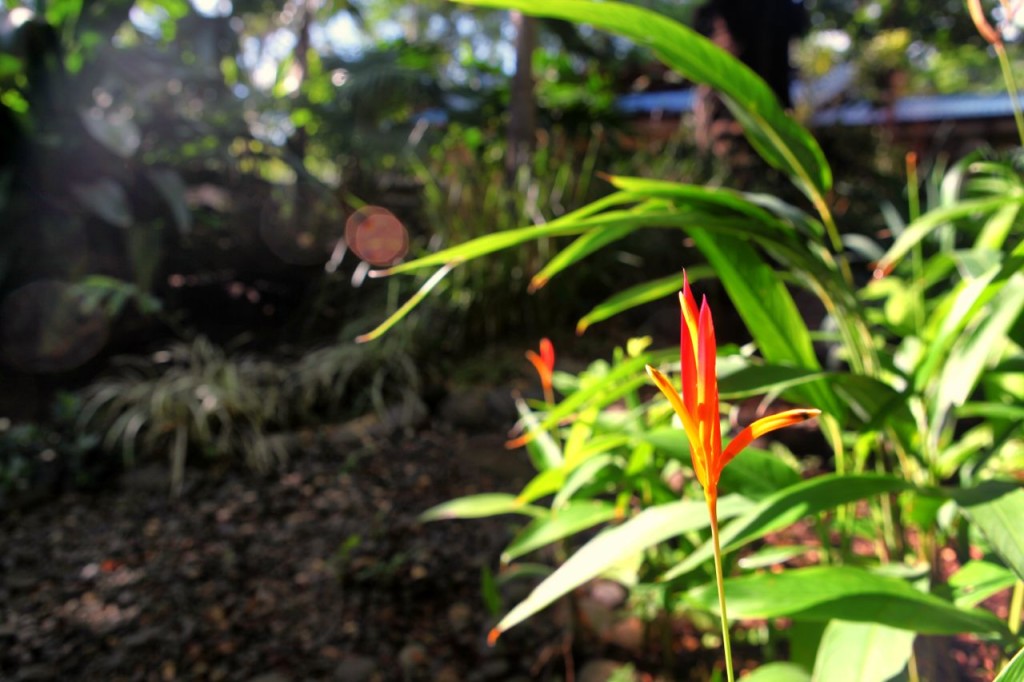 Heliconia and ferns in the garden at Casa Colorado, a vacation rental home with a private pool in Tamarindo, Costa Rica