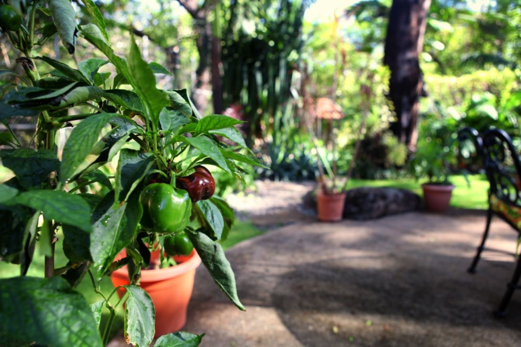 Potted plants in the courtyard garden at Casa Colorado, a vacation rental home with a private pool in Tamarindo, Costa Rica